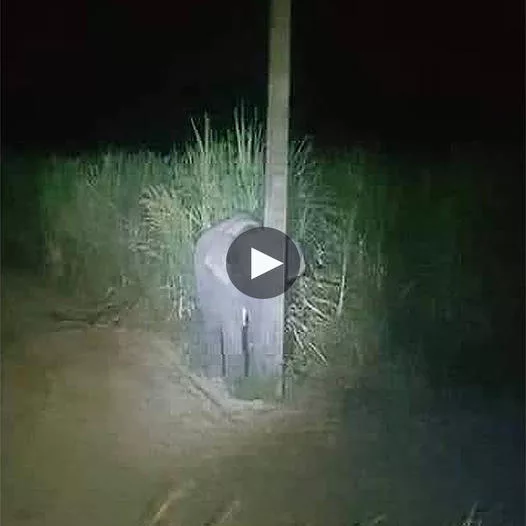 Playful Elephant Calf’s Sweet Escape: Caught Munching Sugarcane, Takes Shelter Behind Electric Pole