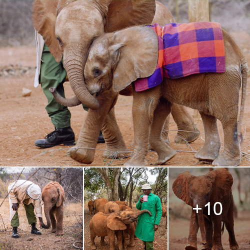 Every Animal Deserves a Home: Support Our Mission to Foster Orphaned Elephants, Rhinos, and Giraffes this Holiday Season